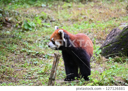 Lesser panda Lesser panda 127126881