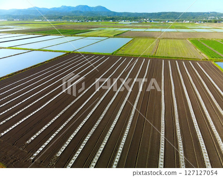 初夏時節，北海道江差町剛剛移植幼苗的南瓜田的鳥瞰圖 127127054