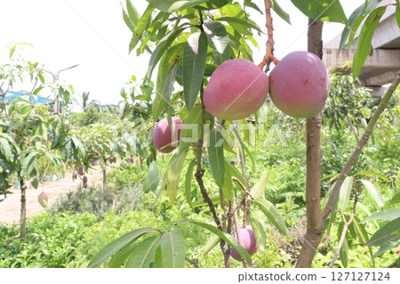 mango on tree in farm for sell mango on tree in farm for sell 127127124
