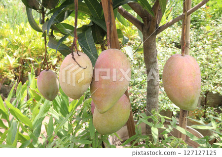 mango on tree in farm for sell 127127125