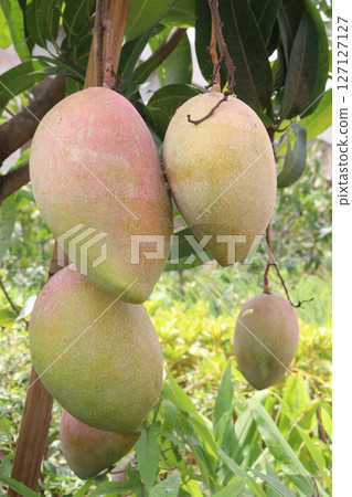 mango on tree in farm for sell 127127127