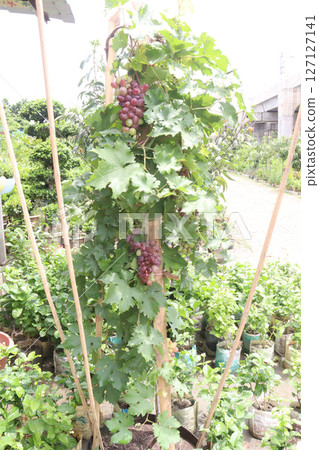 Grape on tree in farm for harvest Grape on tree in farm for harvest 127127141