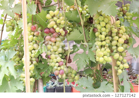 Grape on tree in farm for harvest Grape on tree in farm for harvest 127127142