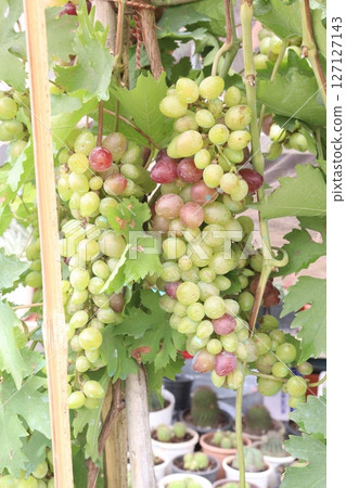 Grape on tree in farm for harvest Grape on tree in farm for harvest 127127143