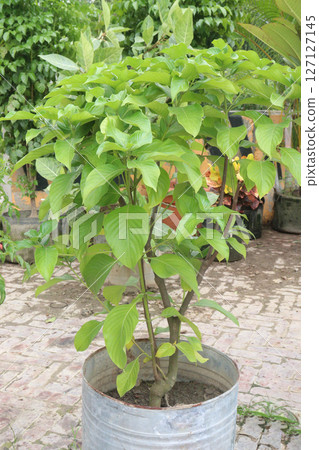 Mussaenda philippica flower plant on nursery 127127145