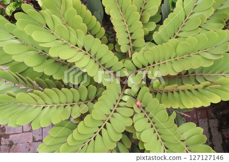 Zamia furfuracea tree plant on farm Zamia furfuracea tree plant on farm 127127146