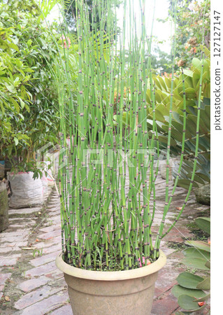 Rough Horsetail plant is a hydro hero Rough Horsetail plant is a hydro hero 127127147
