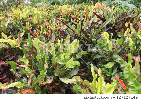 Garden croton tree plant on farm Garden croton tree plant on farm 127127149