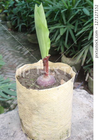 Haemanthus flower plant on nursery Haemanthus flower plant on nursery 127127152