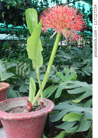Haemanthus flower plant on nursery Haemanthus flower plant on nursery 127127154