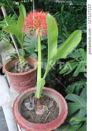 Haemanthus flower plant on nursery 127127157
