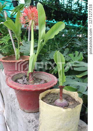 Haemanthus flower plant on nursery 127127158