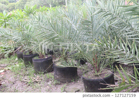 Pygmy date palm on farm Pygmy date palm on farm 127127159
