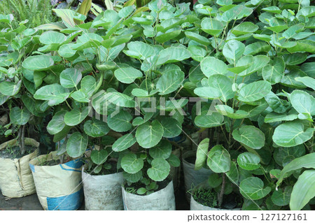 Polyscias scutellaria leaf plant on bag Polyscias scutellaria leaf plant on bag 127127161