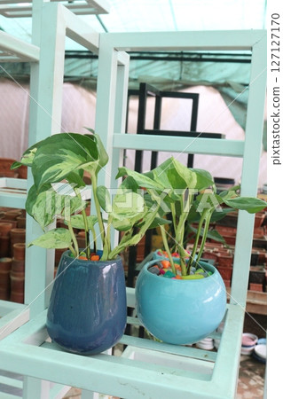 Money plant on farm for sell 127127170