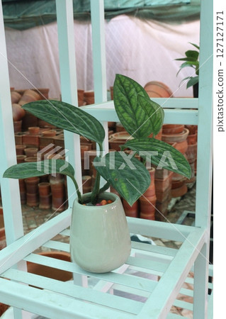 Monstered humanitariste Peru leaf plant Monstered humanitariste Peru leaf plant 127127171