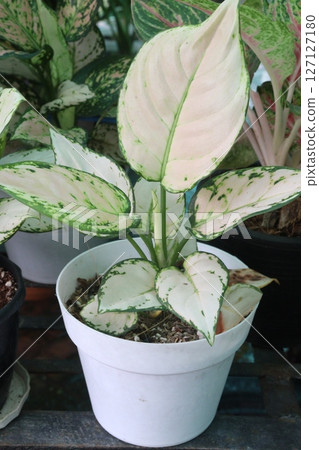 Aglaonema Super White leaf plant on pot Aglaonema Super White leaf plant on pot 127127180