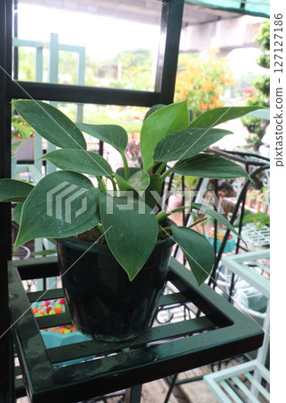 Epipremnum Aureum plant on farm Epipremnum Aureum plant on farm 127127186