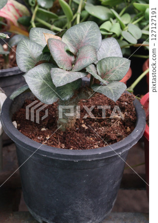 Euphorbia francoisii leaf plant on nursery 127127191