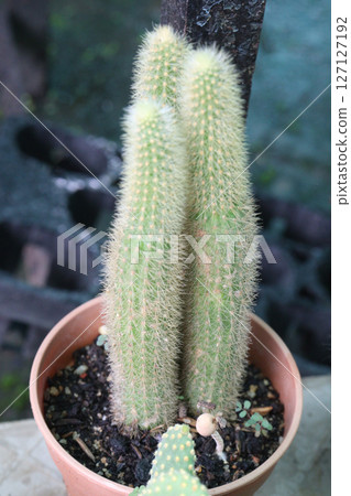 Cleistocactus strausii cactus plant on pot Cleistocactus strausii cactus plant on pot 127127192