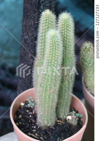 Cleistocactus strausii cactus plant on pot Cleistocactus strausii cactus plant on pot 127127193