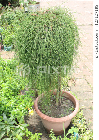 Casuarina glauca leaf plant on pot in nursery 127127195