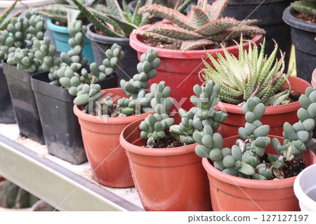 Delosperma lehmannii plant on nursery 127127197