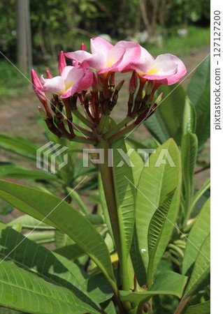 Red frangipani flower plant on nursery Red frangipani flower plant on nursery 127127200