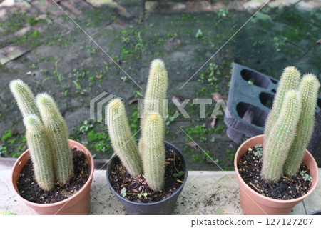 Cleistocactus strausii cactus plant on pot Cleistocactus strausii cactus plant on pot 127127207