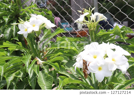 Plumeria pudica flower plant on nursery Plumeria pudica flower plant on nursery 127127214