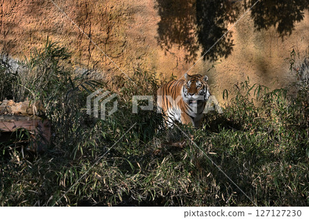 Tiger (Siberian tiger) 127127230