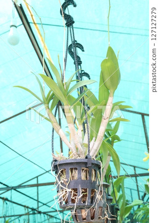 Brassolaeliocattleya flower plant on hanging pot 127127279