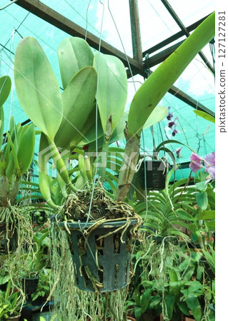 Brassolaeliocattleya flower plant on hanging pot Brassolaeliocattleya flower plant on hanging pot 127127281