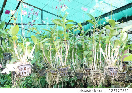 Brassolaeliocattleya flower plant on hanging pot 127127283