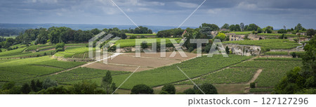 Vast green Bordeaux vineyards in the AOC Saint-Emilion region during cloudy weather 127127296