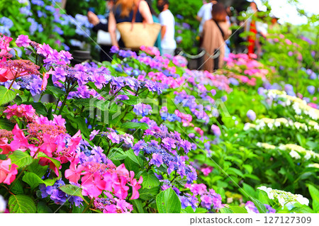 Kamakura Hasedera Temple: Purple hydrangea flowers bloom in the hydrangea garden Kamakura Hasedera Temple: Purple hydrangea flowers bloom in the hydrangea garden 127127309