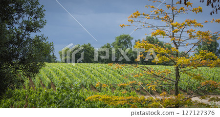 Scenic Bordeaux vineyards in AOC Saint-Emilion showcasing lush greenery and vibrant autumn foliage Scenic Bordeaux vineyards in AOC Saint-Emilion showcasing lush greenery and vibrant autumn foliage 127127376
