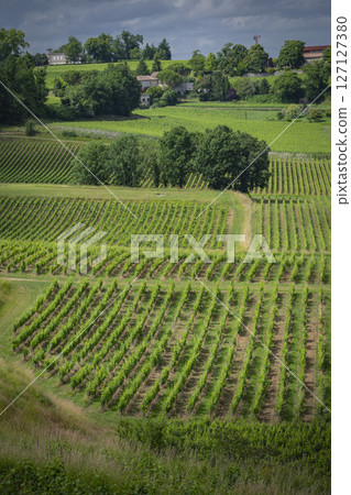 Vineyards of Saint-Emilion showcasing lush greenery during spring along the Bordeaux wine route Vineyards of Saint-Emilion showcasing lush greenery during spring along the Bordeaux wine route 127127380