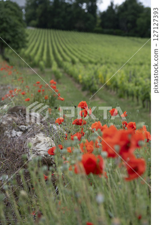 Vibrant poppies blooming along the stone wall in the Bordeaux vineyards of Saint-Emilion during 127127393