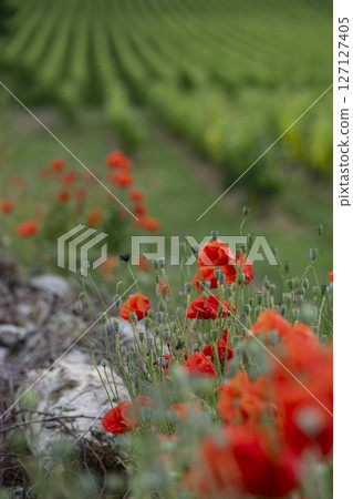 Vibrant poppies blooming along the stone wall in the Bordeaux vineyards of Saint-Emilion during Vibrant poppies blooming along the stone wall in the Bordeaux vineyards of Saint-Emilion during 127127405