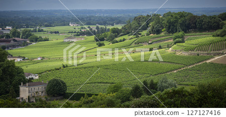 Vast green Bordeaux vineyards in the AOC Saint-Emilion region during cloudy weather 127127416