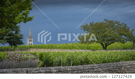 Bordeaux vineyards in Saint-Emilion during springtime with lush greenery and scenic village Bordeaux vineyards in Saint-Emilion during springtime with lush greenery and scenic village 127127429