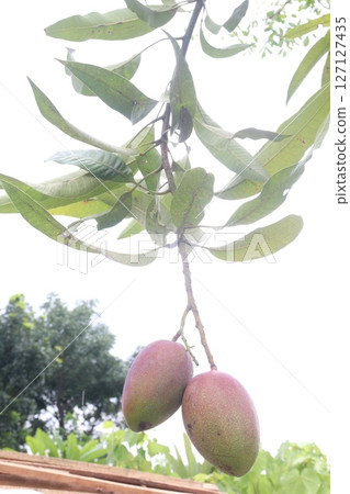 mango on tree in farm for sell 127127435