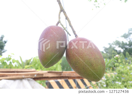 mango on tree in farm for sell 127127436