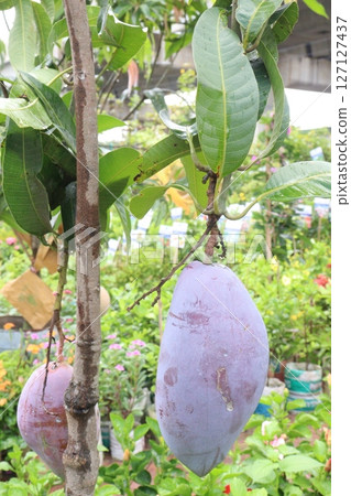 mango on tree in farm for sell 127127437
