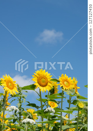 在盛開和藍天的向日葵 127127450
