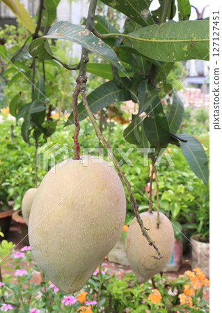 mango on tree in farm for sell 127127451