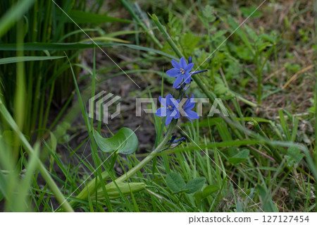 Beautiful purple flowers blooming in paddy fields 127127454
