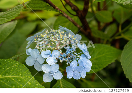 Lightning hydrangea rain after rain 127127459