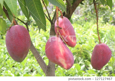 mango on tree in farm for sell 127127467